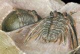 Kettneraspis Trilobite With Paralejurus - Lghaft, Morocco #165938-1